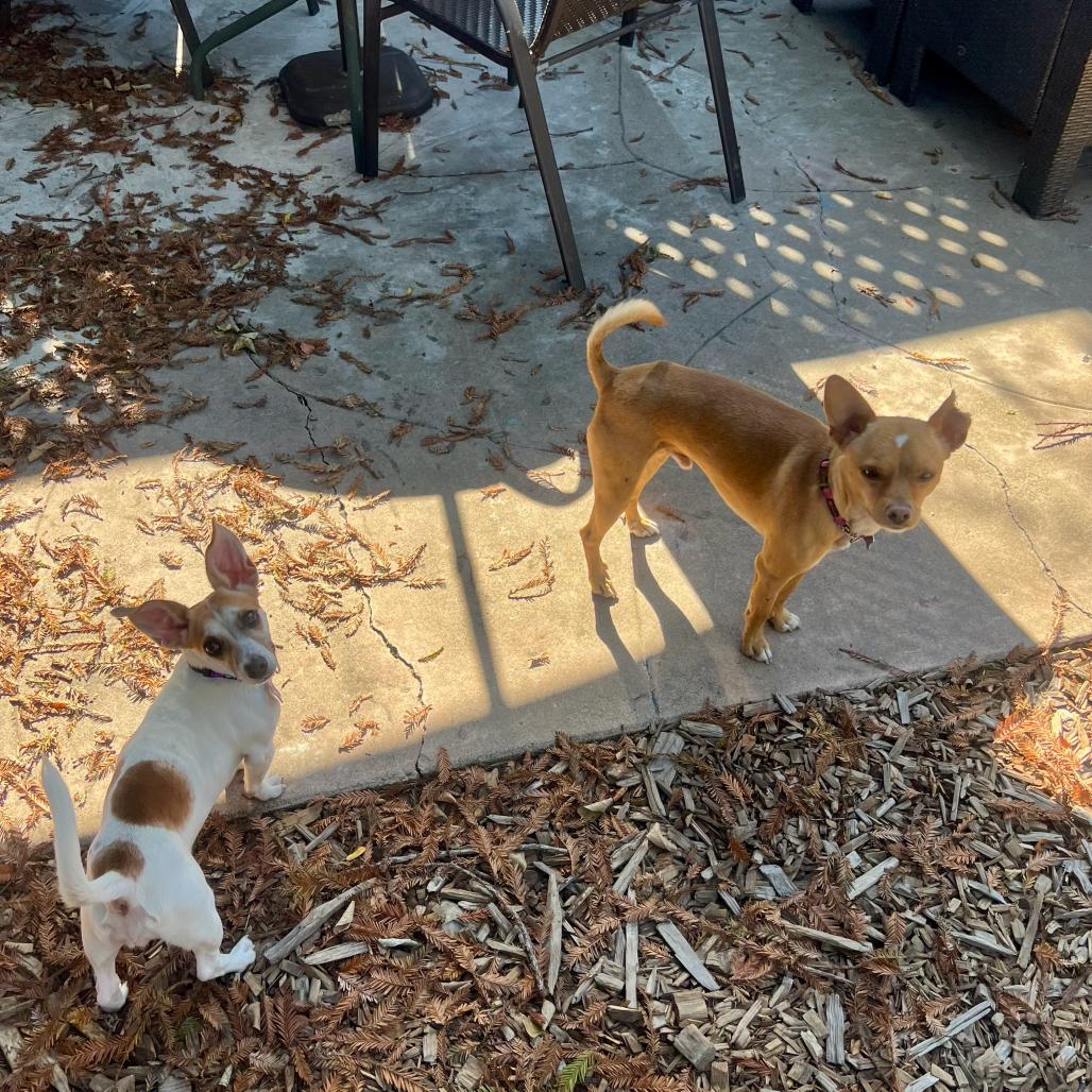 Petunia, a Adoptable Mixed Breed in San Francisco, CA image 4/6