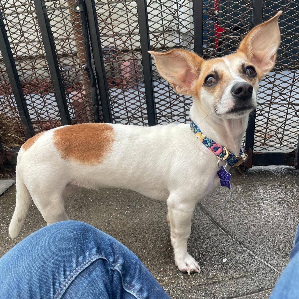 Petunia, a Adoptable Mixed Breed in San Francisco, CA image 5/6