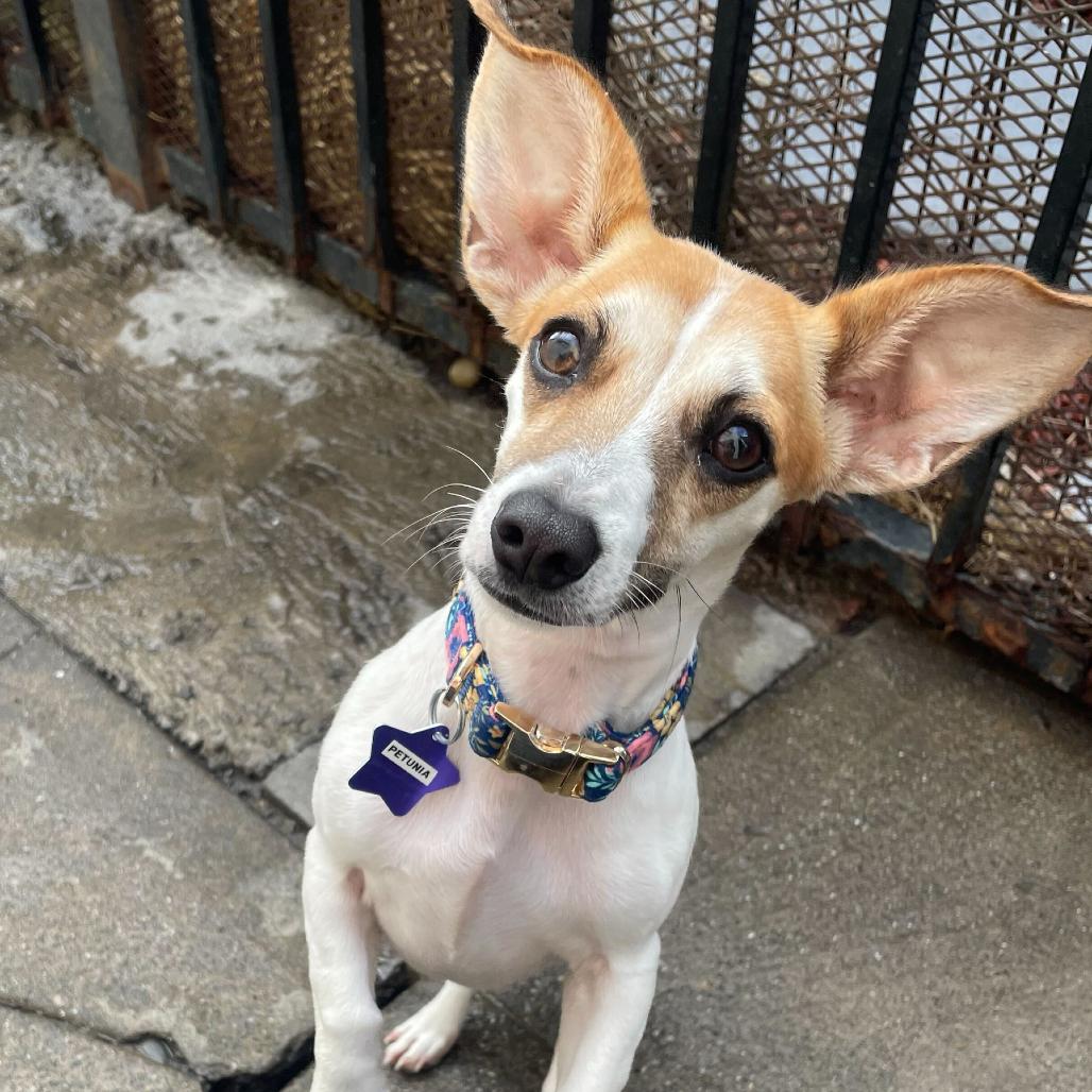 Petunia, a Adoptable Mixed Breed in San Francisco, CA image 6/6