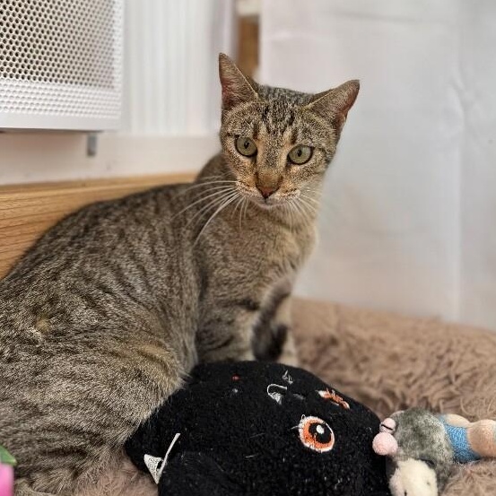 Buttercup Alvin — thumbnail 5