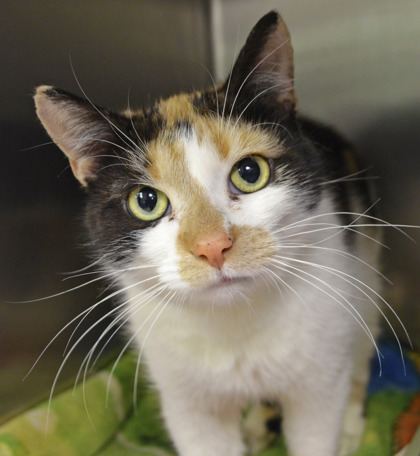 Enlarge Raziel, a Adoptable Domestic Short Hair in Annapolis, MD image 2/2