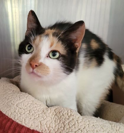 Enlarge Raziel, a Adoptable Domestic Short Hair in Annapolis, MD image 1/2