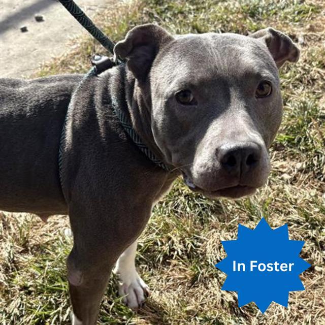 Enlarge PERIWINKLE, a Adoptable Pit Bull Terrier in Indianapolis, IN image 1/1
