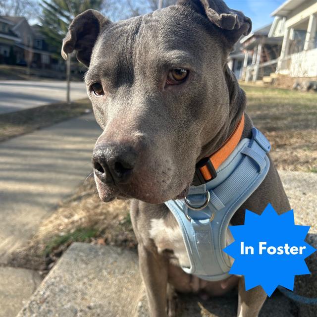 Enlarge PERIWINKLE, a Adoptable Pit Bull Terrier in Indianapolis, IN image 1/2