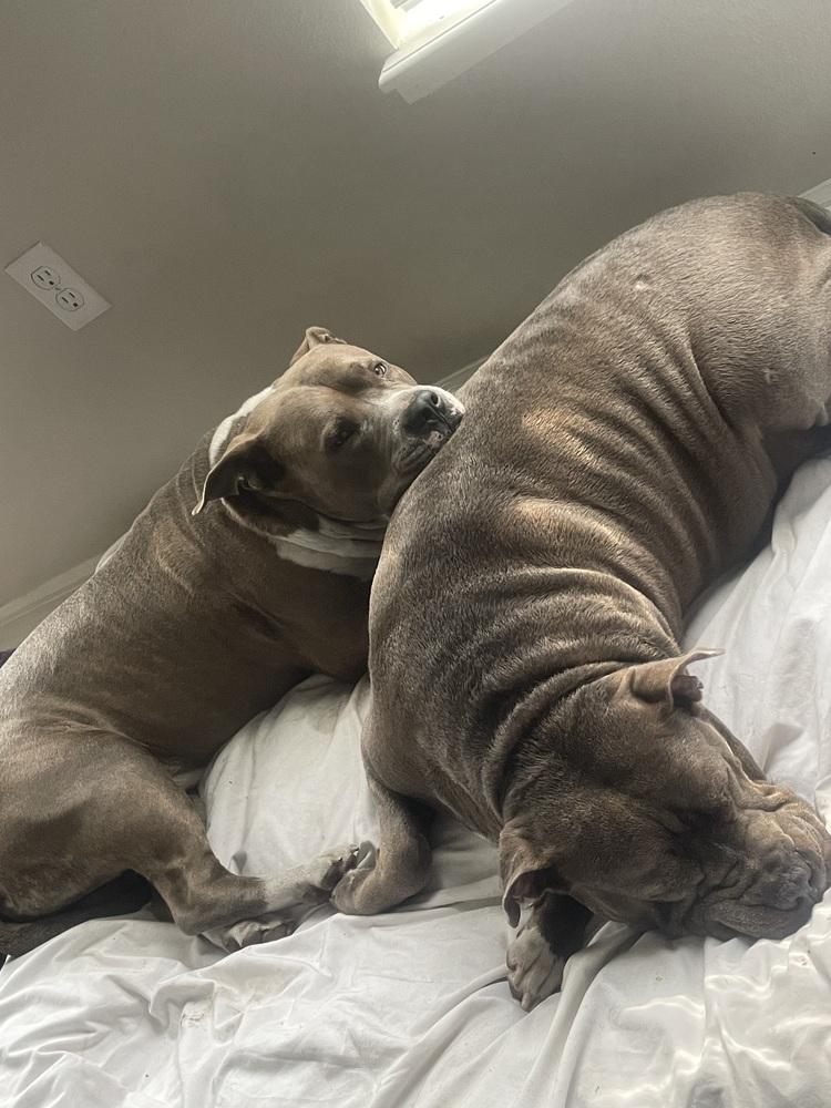 Draco, Adoptable, Adult Male Pit Bull Terrier.