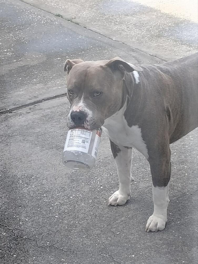 Enlarge Draco, a Adoptable mixed breed in Orlando, FL image 2/3