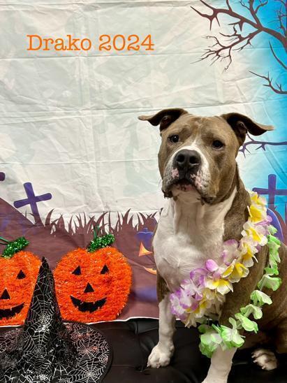 Enlarge Draco, a Adoptable mixed breed in Orlando, FL image 3/3