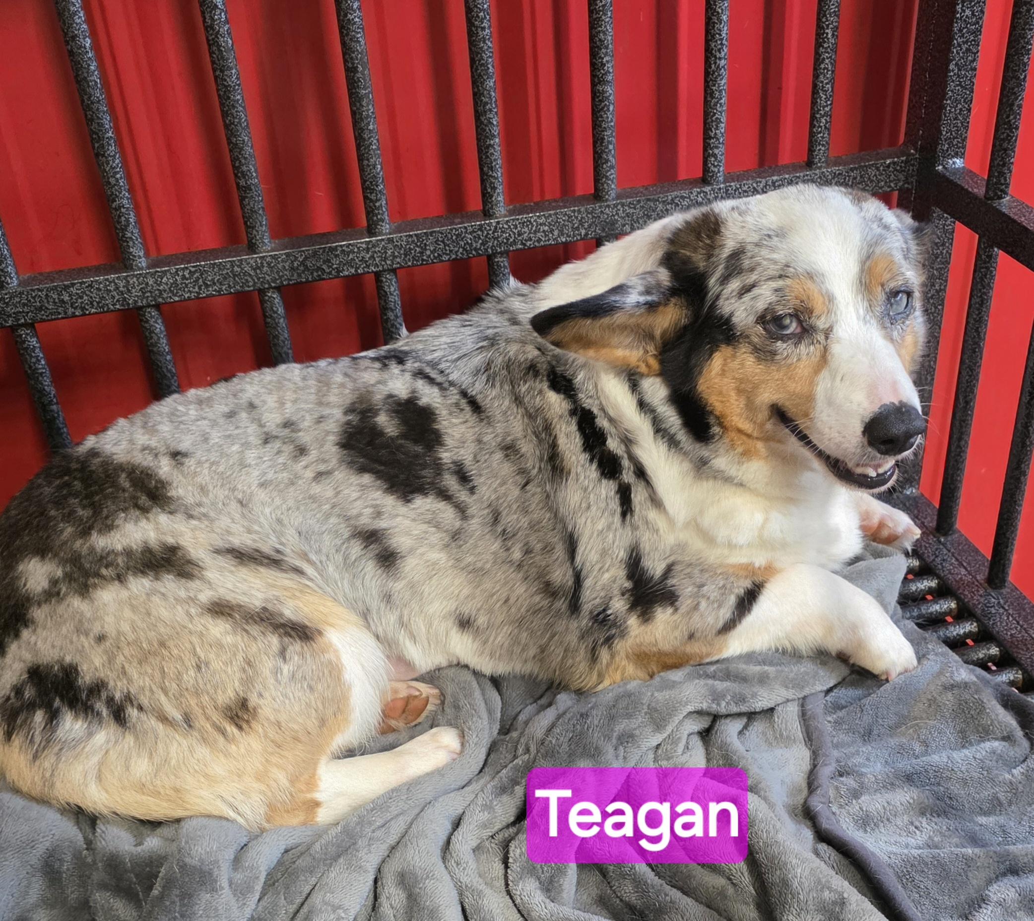 Enlarge Teagan, a ADOPTABLE Pembroke Welsh Corgi in Wheelersburg, OH image 4/4
