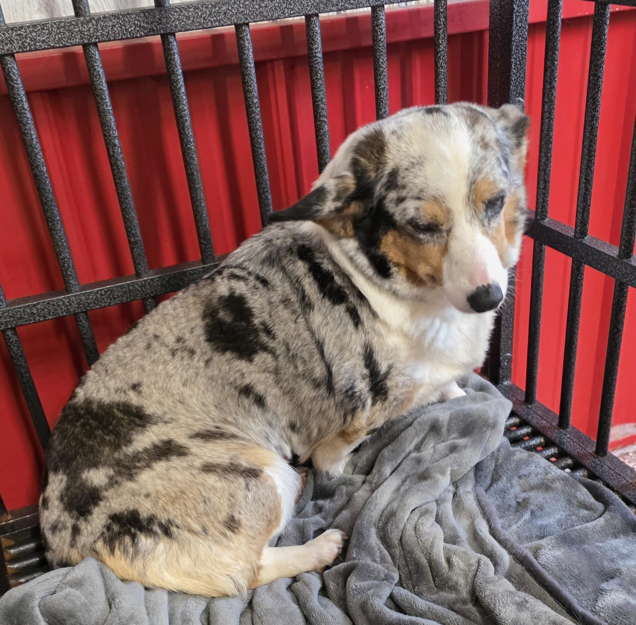 Teagan, ADOPTABLE, Adult Female Pembroke Welsh Corgi.