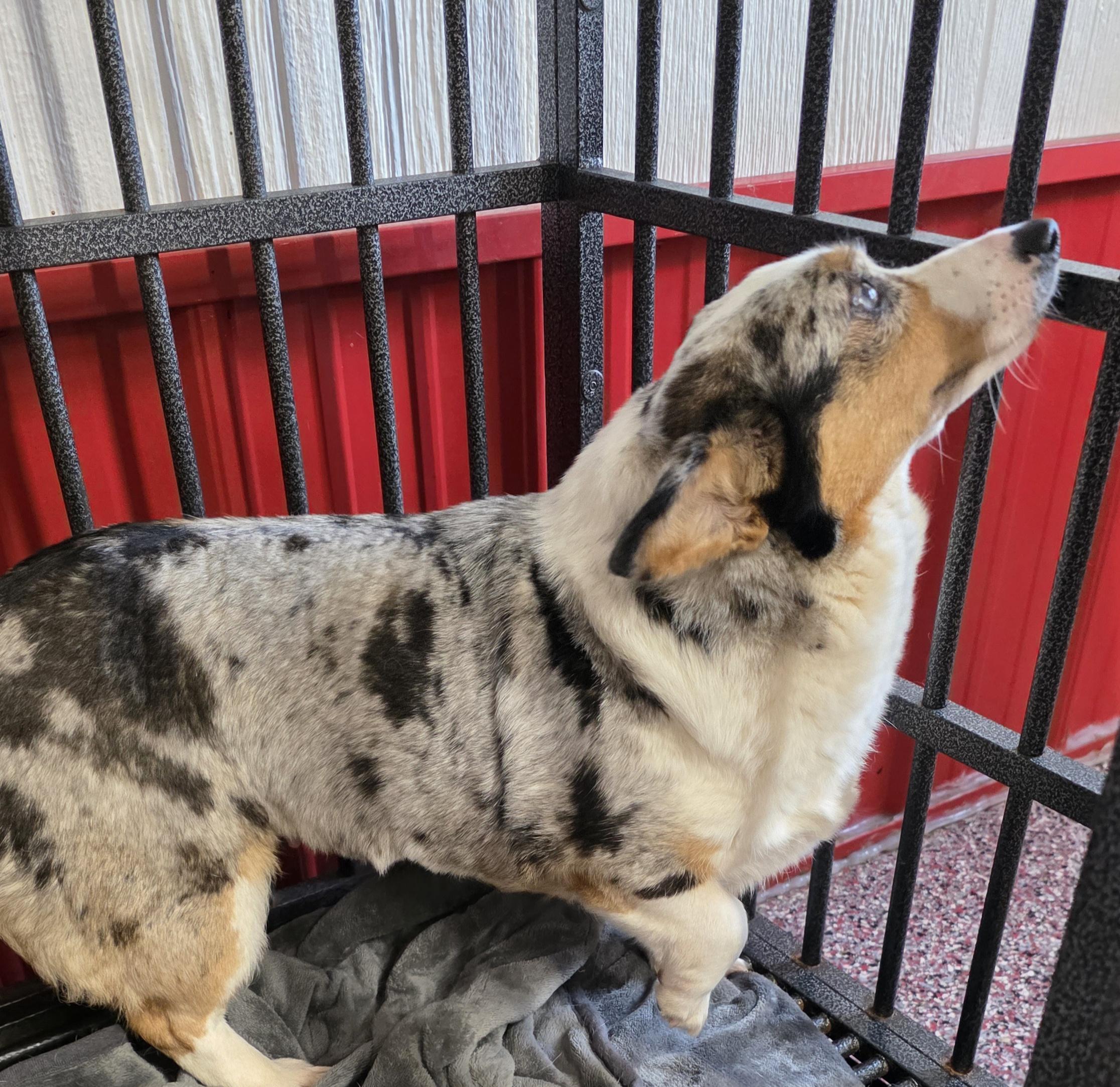 Enlarge Teagan, a ADOPTABLE Pembroke Welsh Corgi in Wheelersburg, OH image 2/4