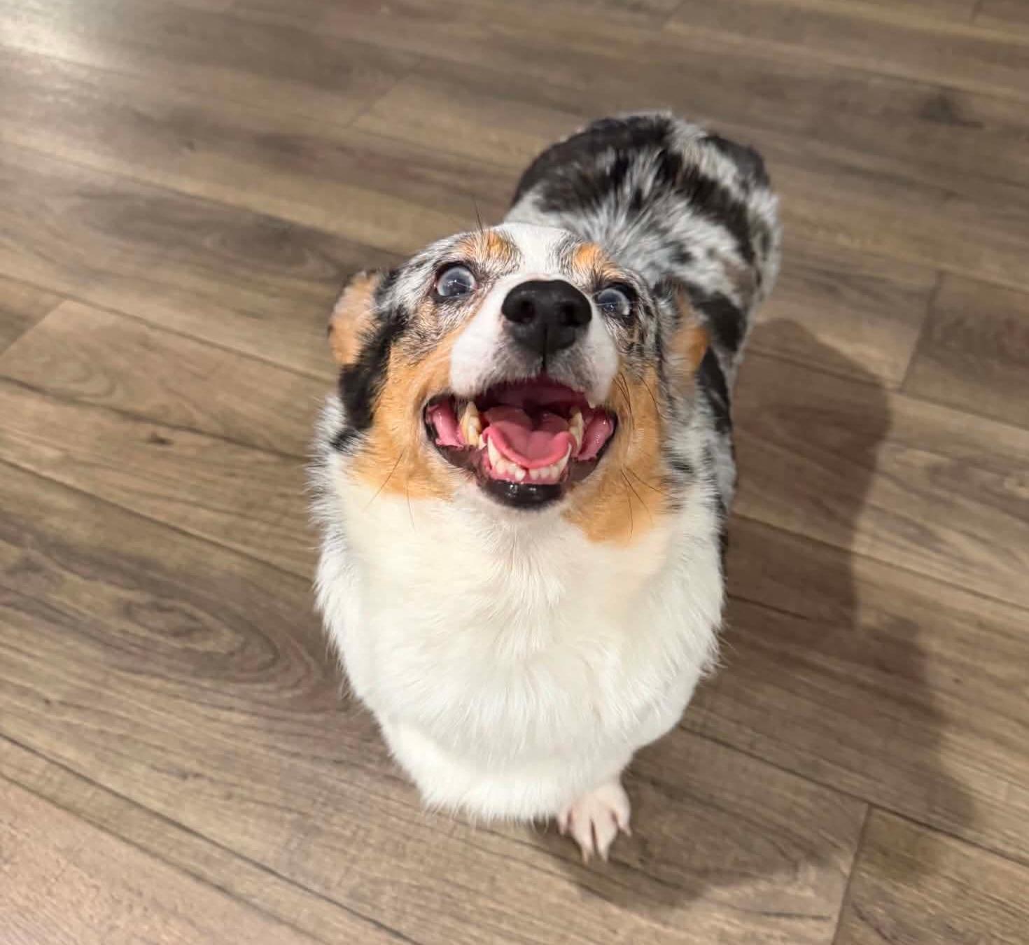 Enlarge Teagan, an adoptable Pembroke Welsh Corgi in Wheelersburg, OH image 6/6