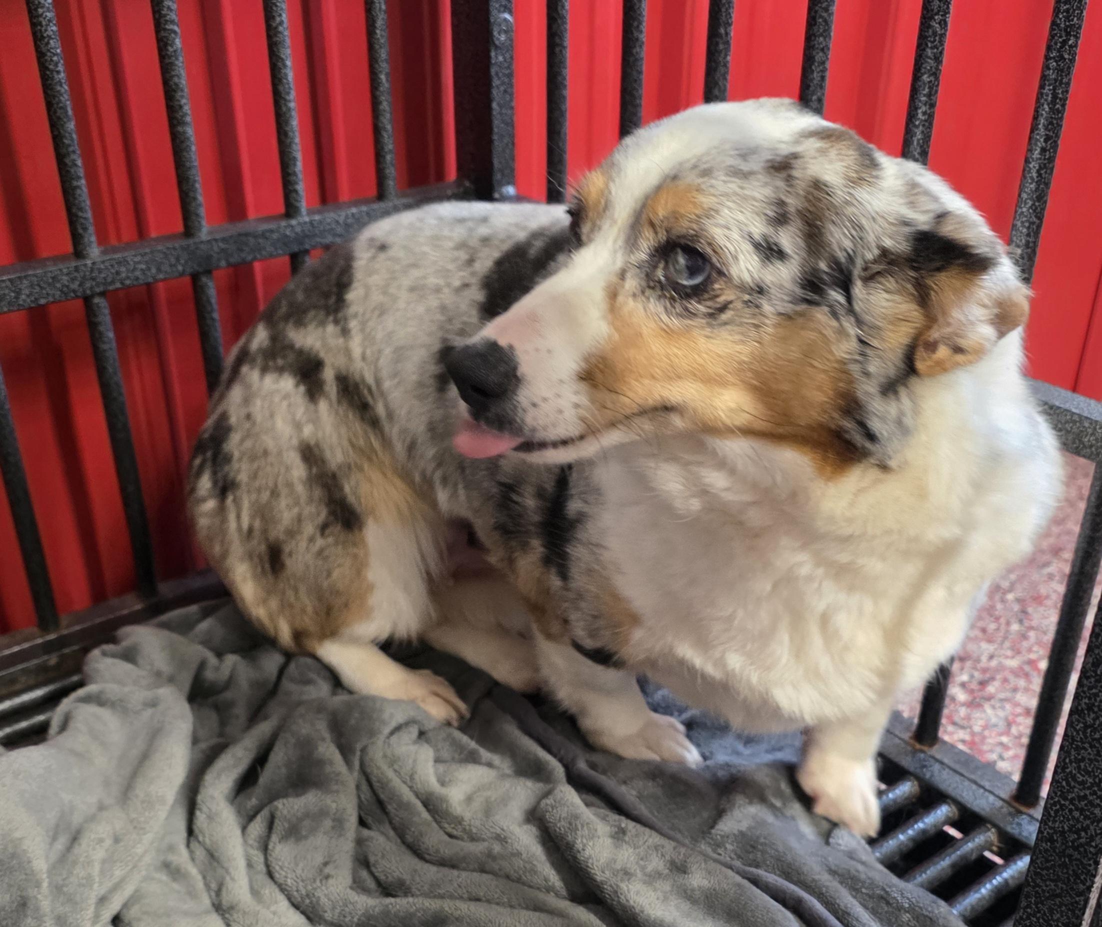 Enlarge Teagan, a ADOPTABLE Pembroke Welsh Corgi in Wheelersburg, OH image 3/4