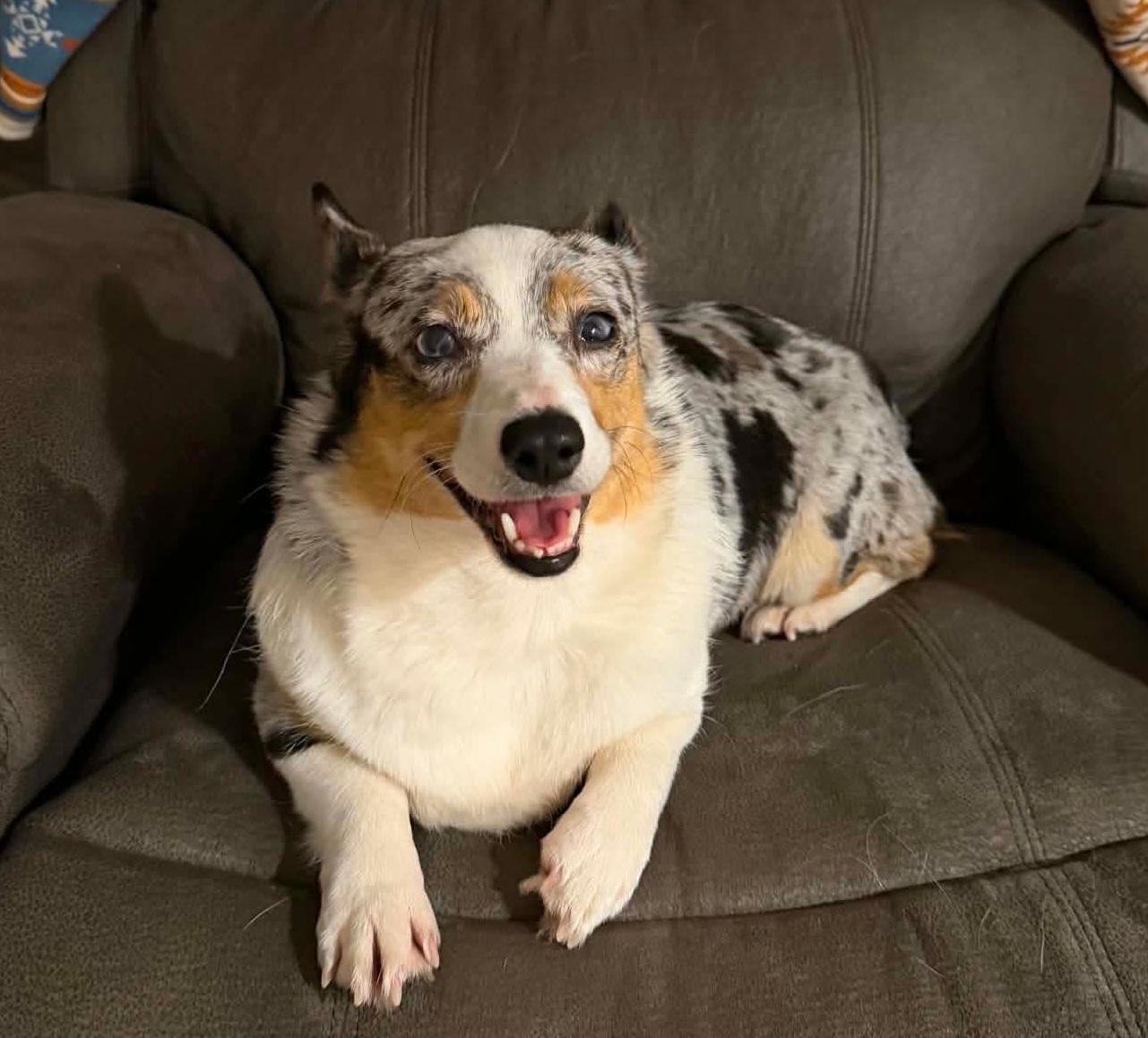 Enlarge Teagan, an adoptable Pembroke Welsh Corgi in Wheelersburg, OH image 3/6