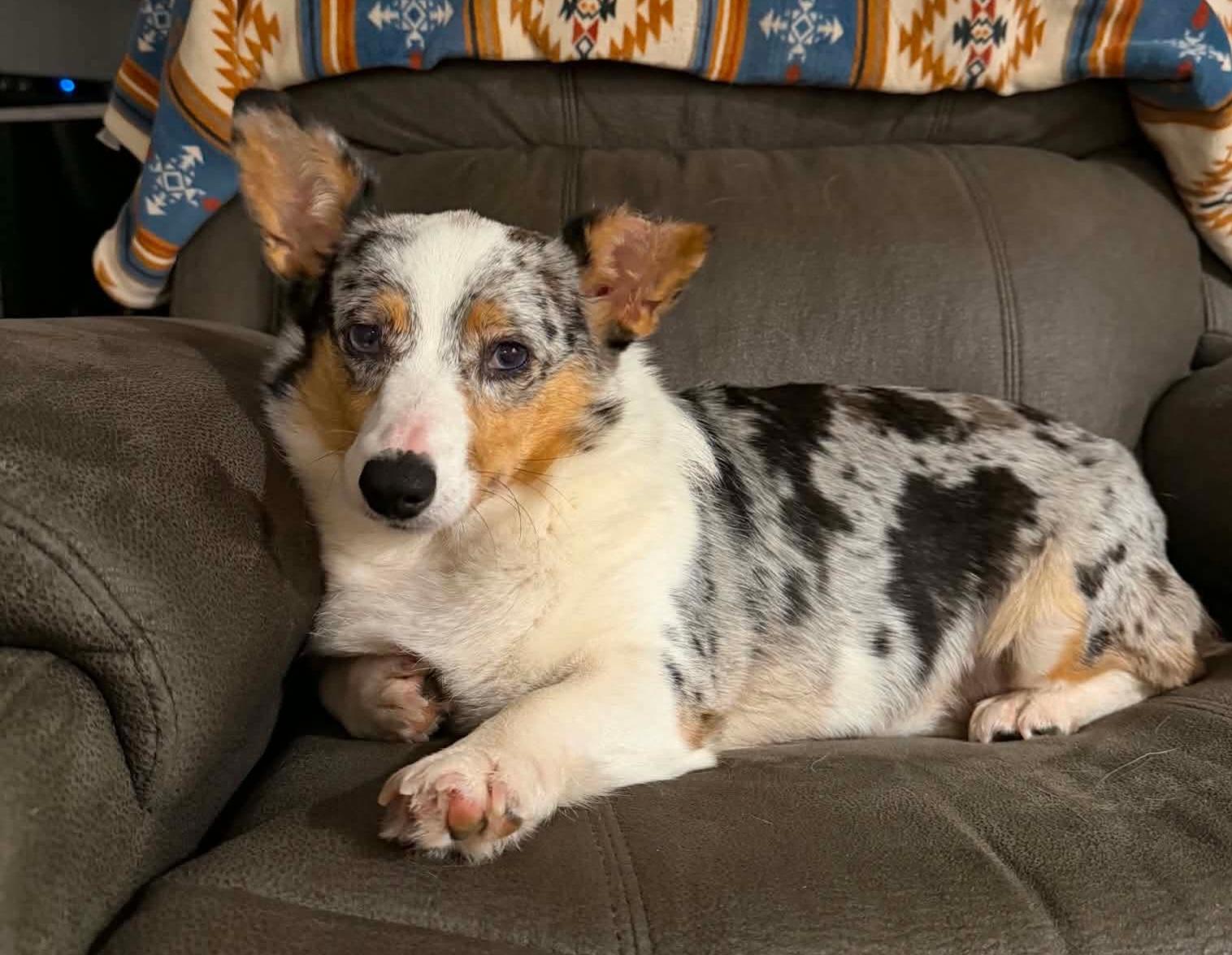 Teagan, adoptable, Adult Female Pembroke Welsh Corgi.