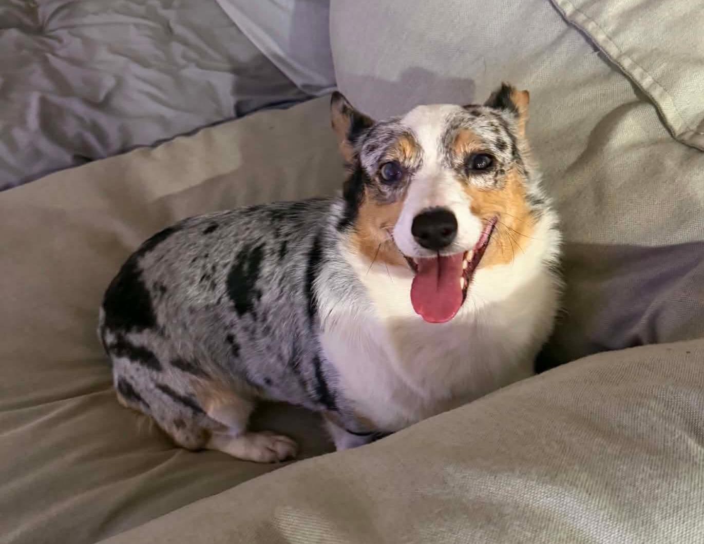Enlarge Teagan, an adoptable Pembroke Welsh Corgi in Wheelersburg, OH image 4/6