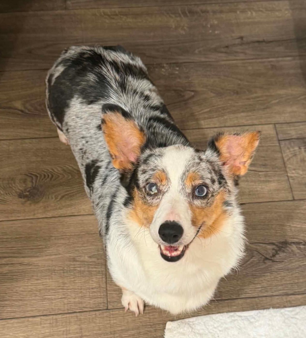 Enlarge Teagan, an adoptable Pembroke Welsh Corgi in Wheelersburg, OH image 5/6