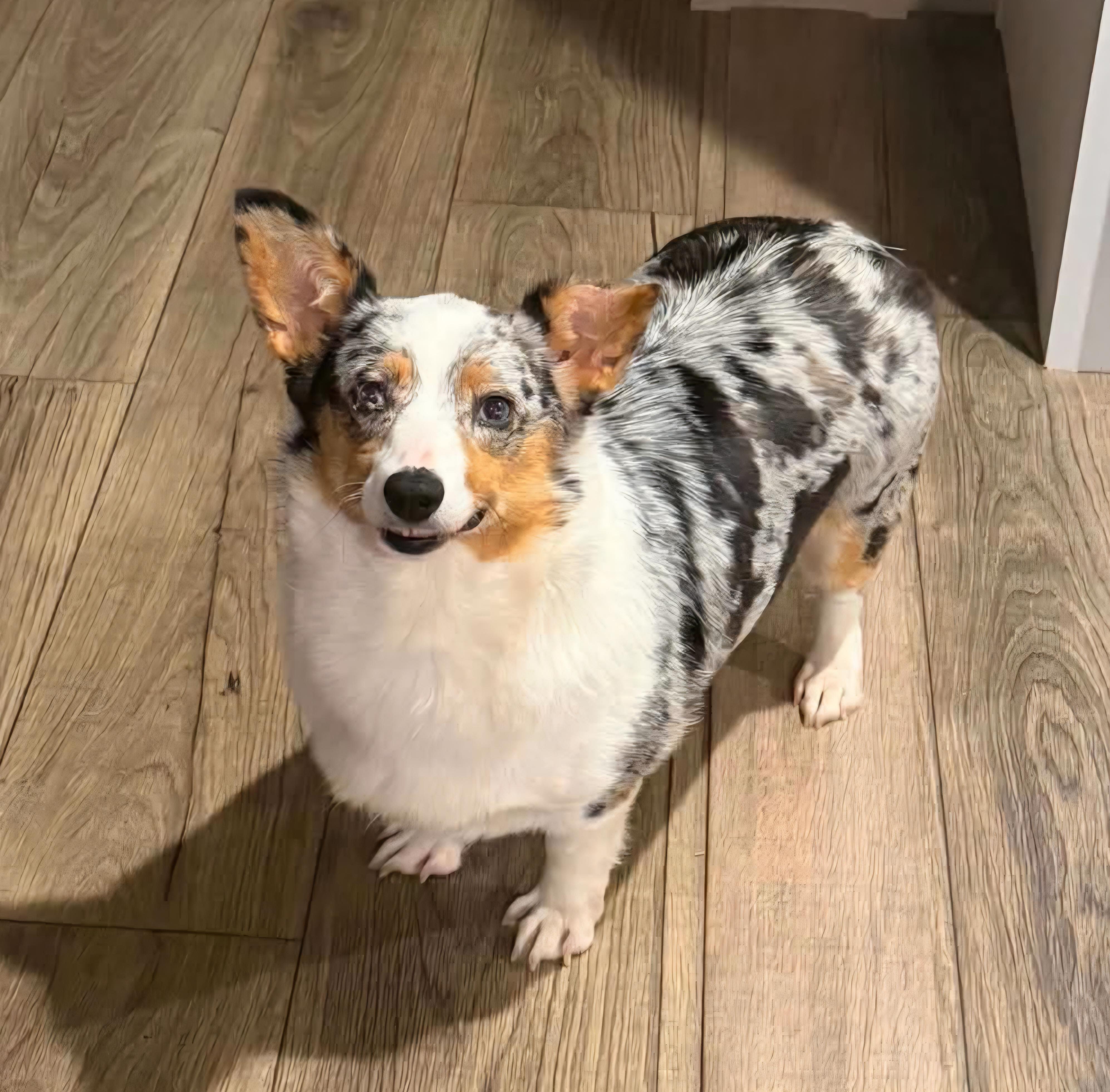 Enlarge Teagan, an adoptable Pembroke Welsh Corgi in Wheelersburg, OH image 2/6