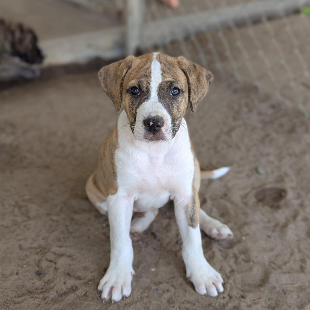 Enlarge Dove, an adopted mixed breed in Ocala, FL image 6/6