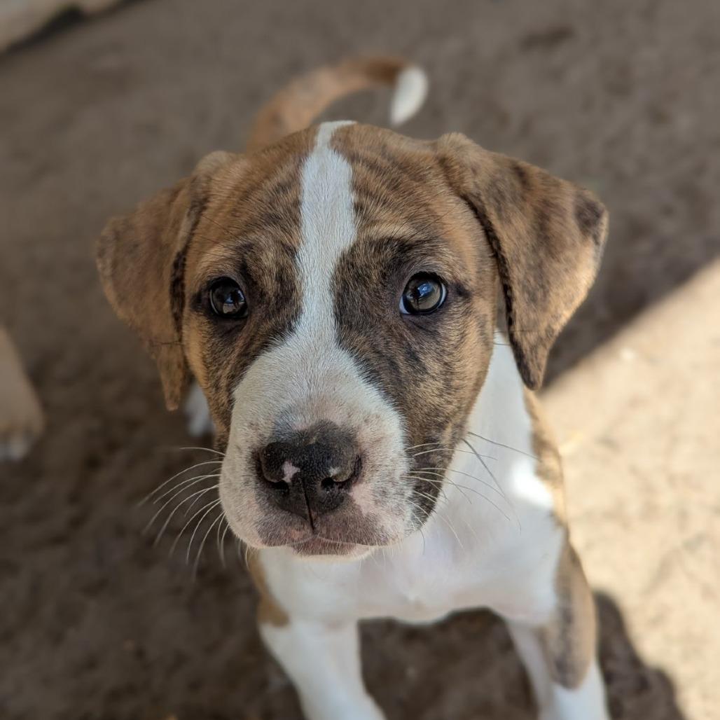 Enlarge Dove, an adopted mixed breed in Ocala, FL image 4/6