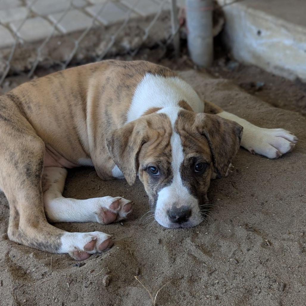 Enlarge Dove, an adopted mixed breed in Ocala, FL image 5/6