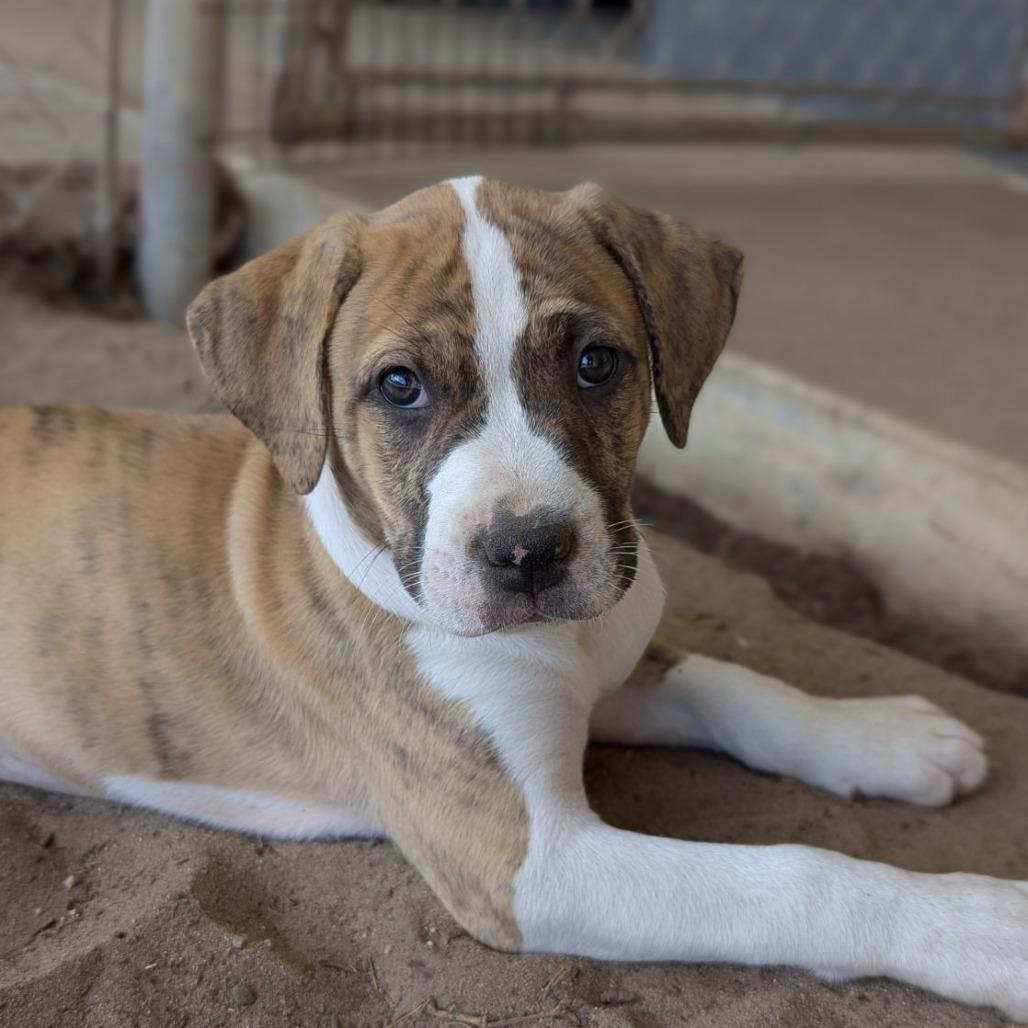 Dove, adopted, Puppy Female Mastiff & Mixed Breed.