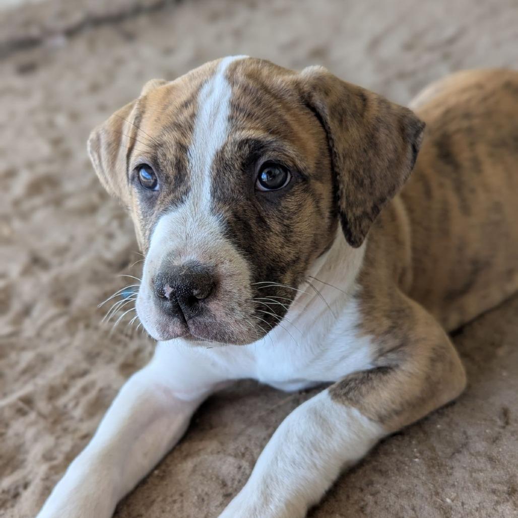 Enlarge Dove, an adopted mixed breed in Ocala, FL image 3/6