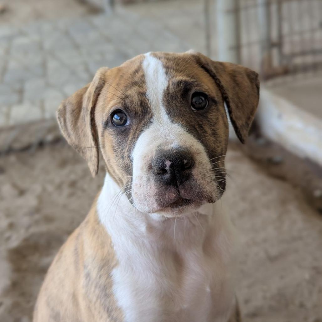 Enlarge Dove, an adopted mixed breed in Ocala, FL image 2/6
