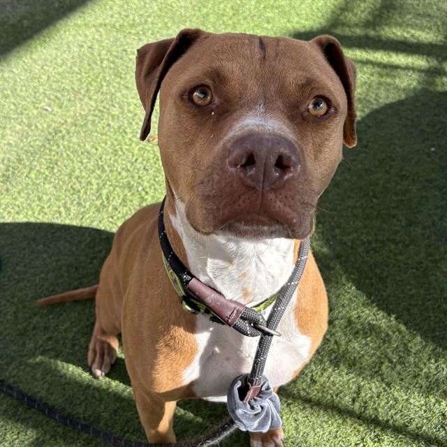 CAMARO, Adoptable, Adult Male Pit Bull Terrier.