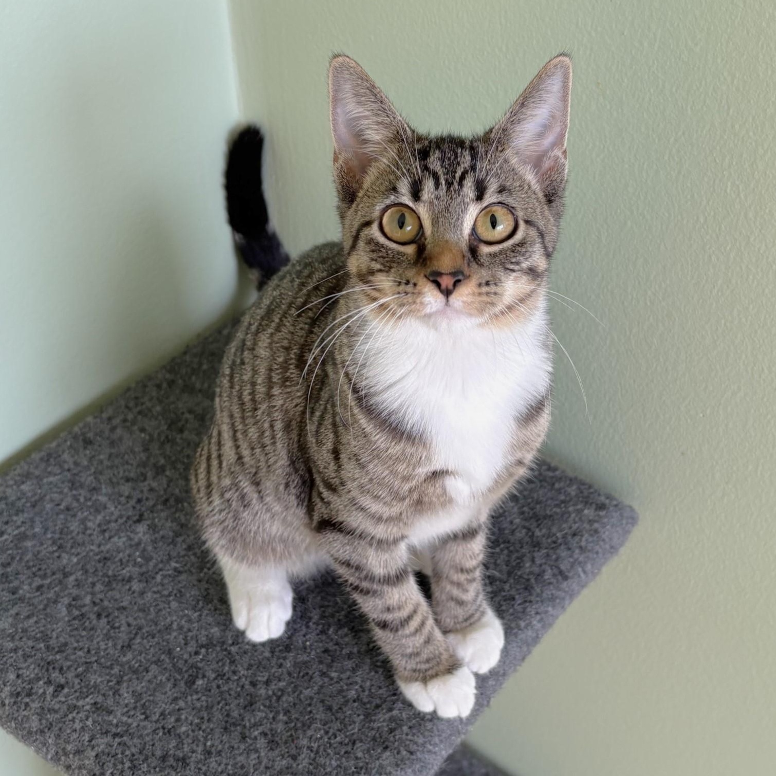 Enlarge Radio, an adopted mixed breed in Lombard, IL image 1/5