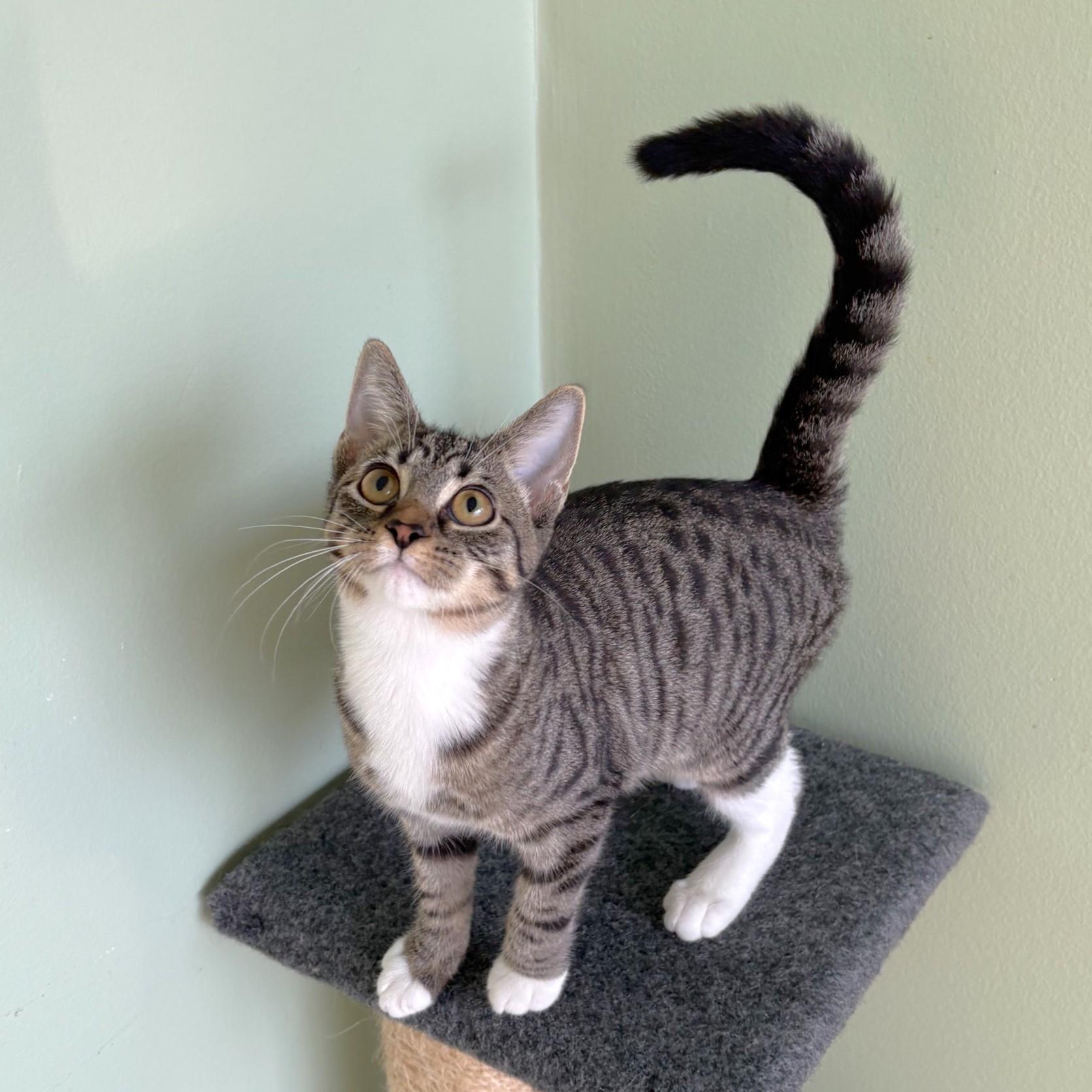 Enlarge Radio, an adopted mixed breed in Lombard, IL image 2/5