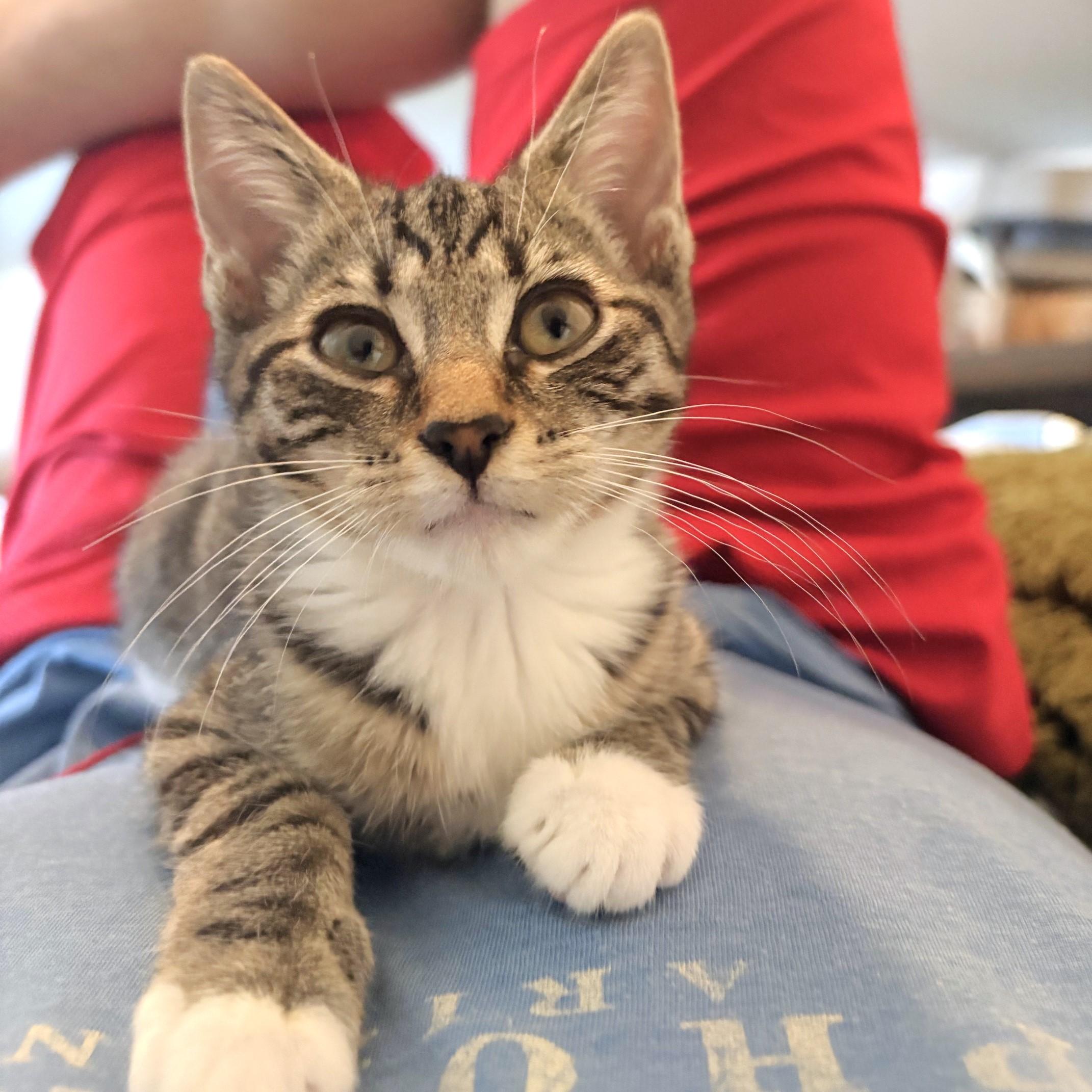 Enlarge Radio, an adopted mixed breed in Lombard, IL image 3/5