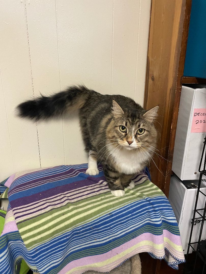 Ms. Kitty, Adopted, Adult Female Domestic Short Hair & Domestic Long Hair.