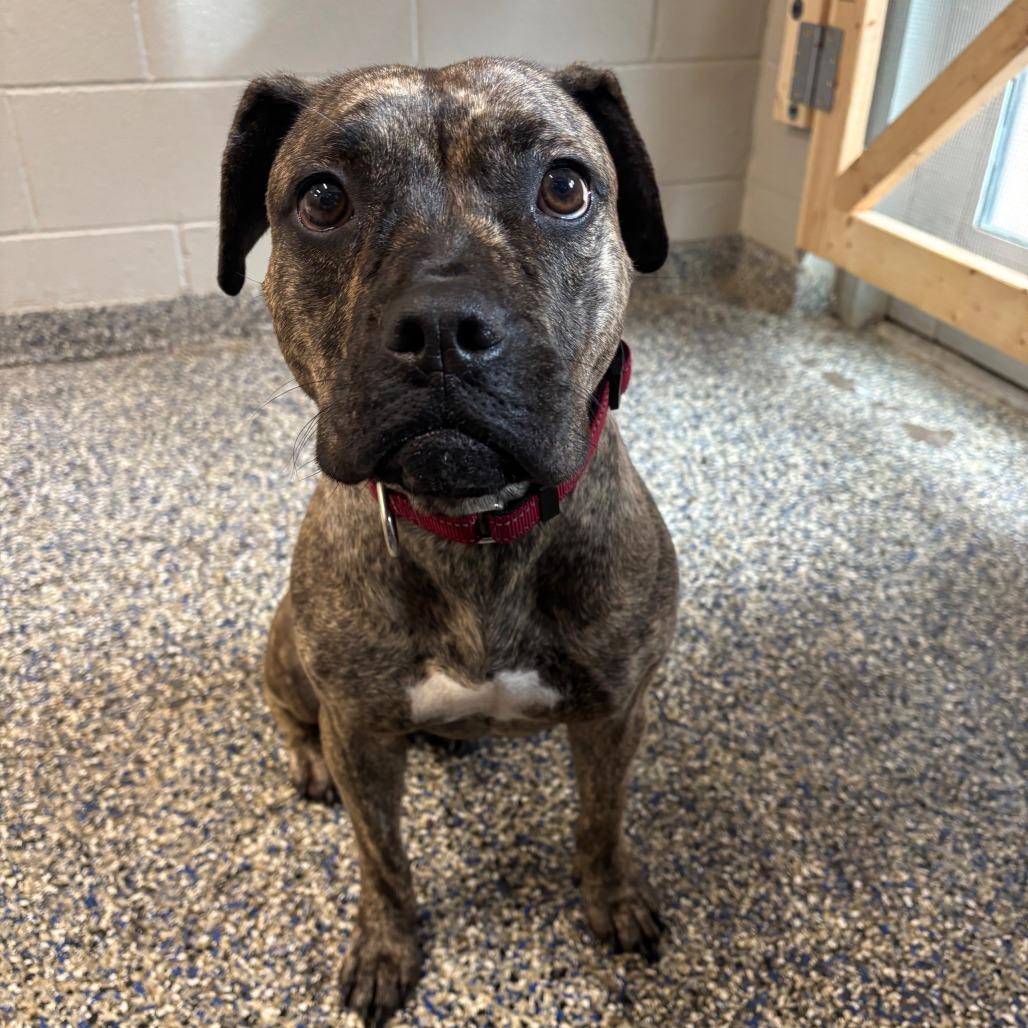 Mabel, Adoptable, Adult Female Mixed Breed.