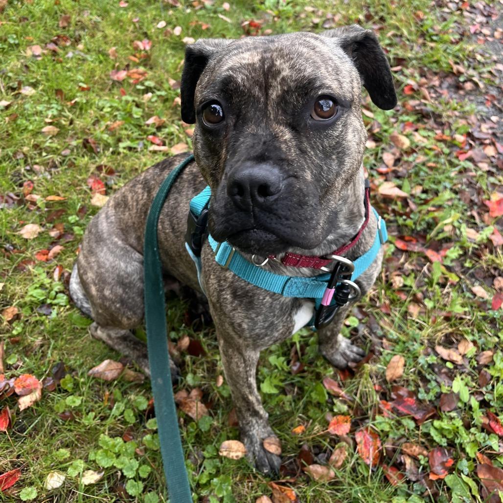 Enlarge Mabel, a Adoptable Mixed Breed in Fairport, NY image 2/5