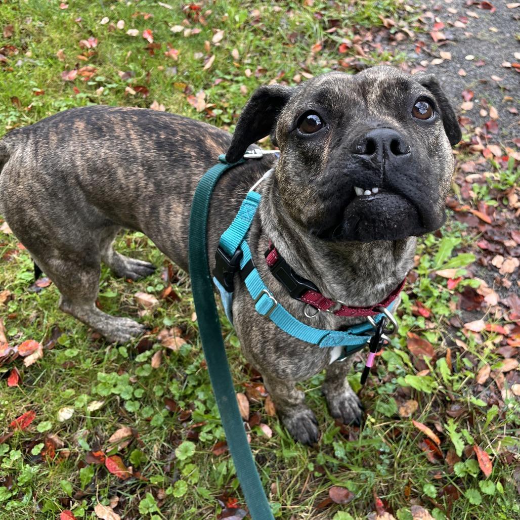 Enlarge Mabel, a Adoptable Mixed Breed in Fairport, NY image 3/5