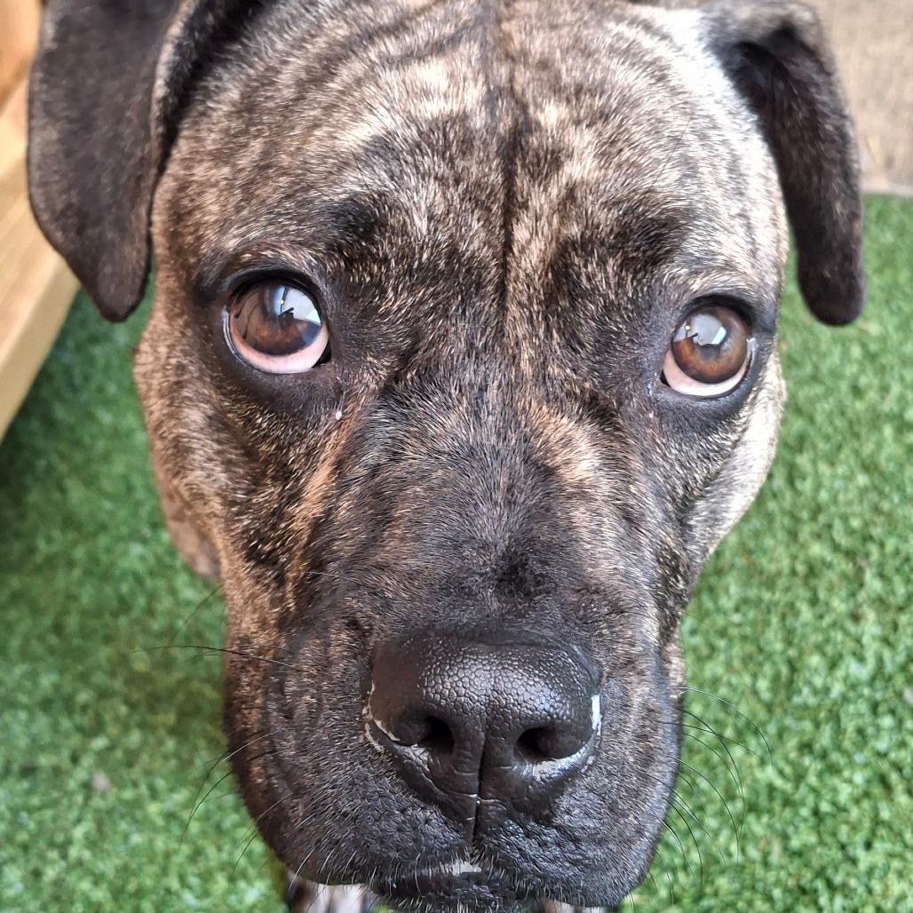 Enlarge Mabel, a Adoptable Mixed Breed in Fairport, NY image 4/5