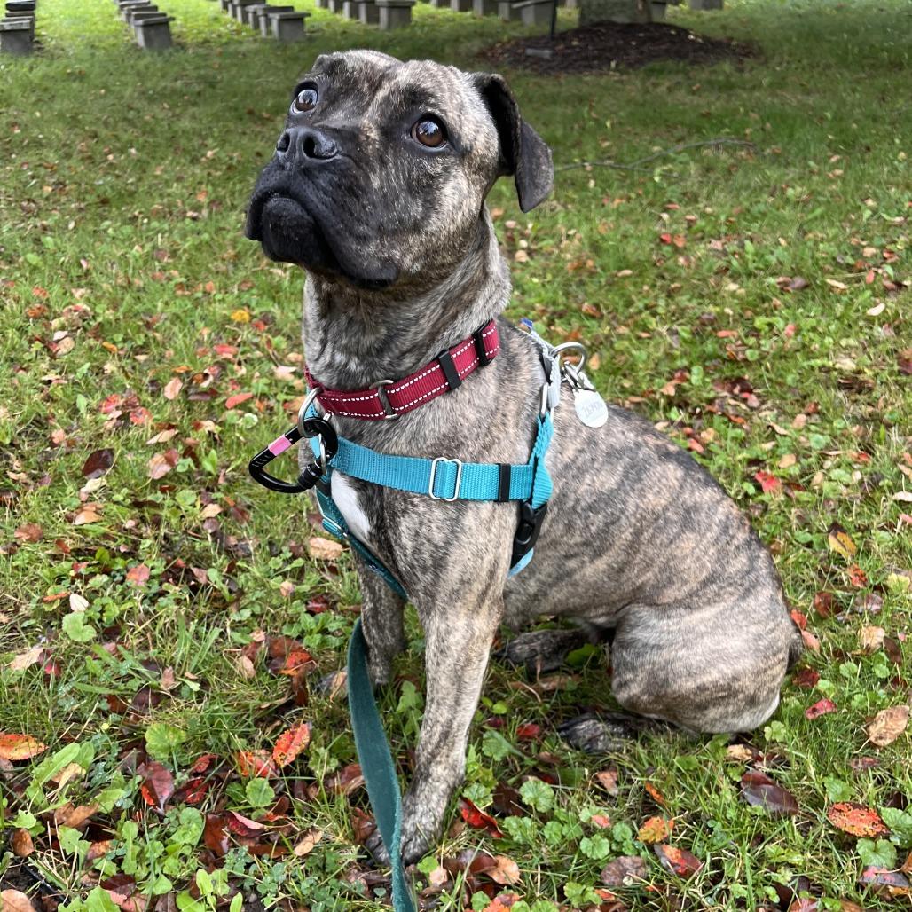 Enlarge Mabel, a Adoptable Mixed Breed in Fairport, NY image 5/5