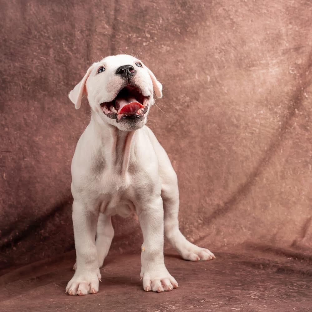 Enlarge Maki, an adopted Dogo Argentino in Smyrna, GA image 4/6