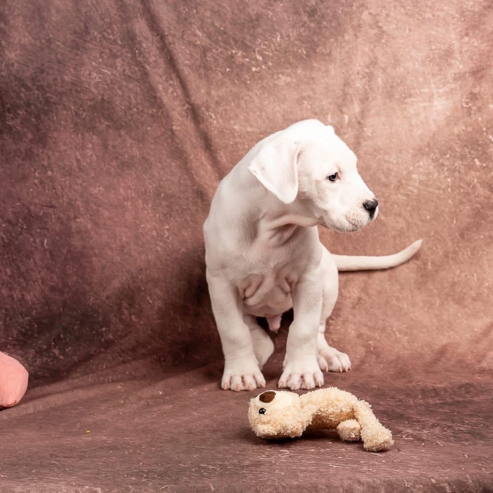 Enlarge Maki, an adopted Dogo Argentino in Smyrna, GA image 5/6