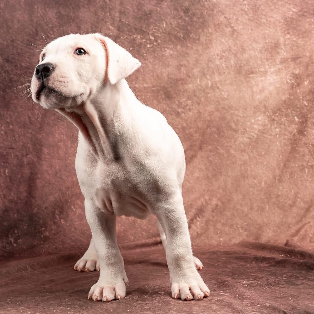 Enlarge Maki, an adopted Dogo Argentino in Smyrna, GA image 6/6