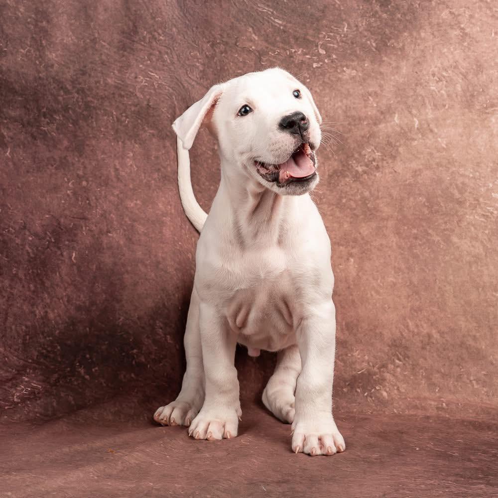 Maki, adopted, Puppy Male Dogo Argentino.