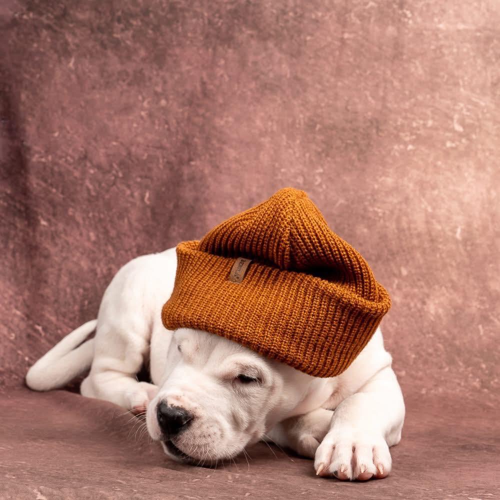 Enlarge Maki, an adopted Dogo Argentino in Smyrna, GA image 2/6