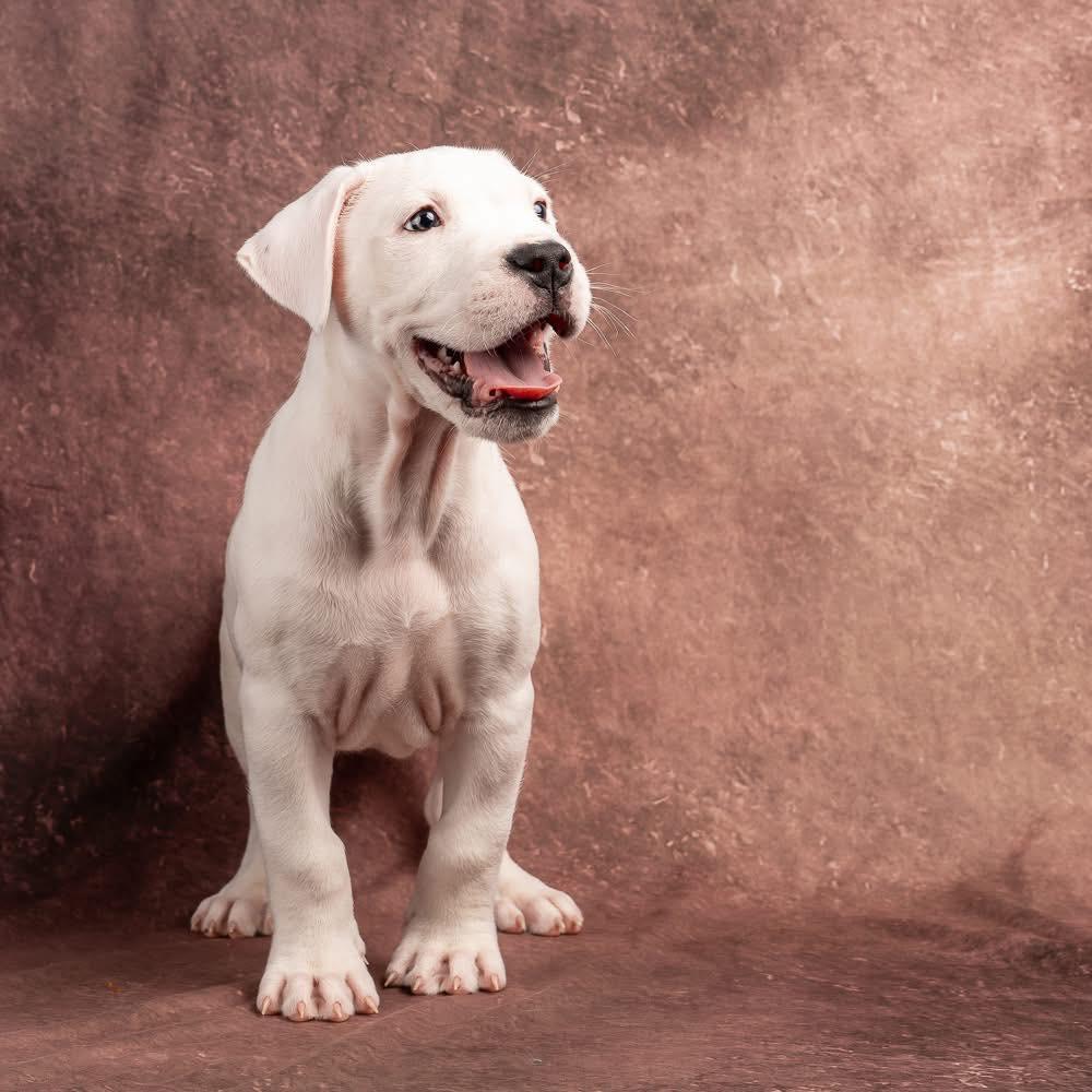 Enlarge Maki, an adopted Dogo Argentino in Smyrna, GA image 3/6