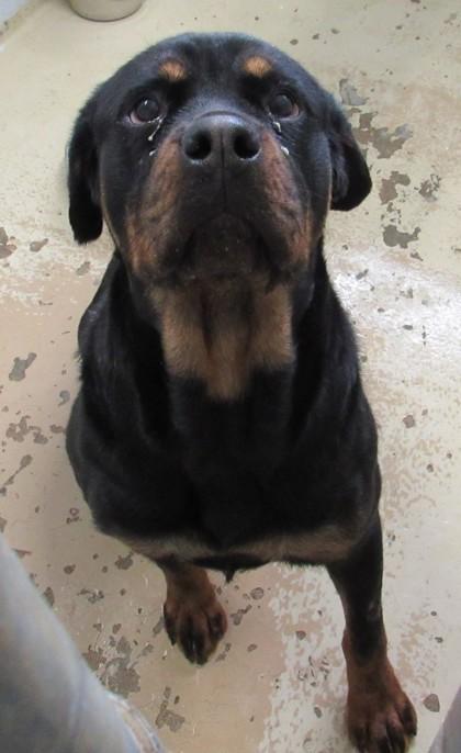 Enlarge Martha, a Adoptable Rottweiler in West Memphis, AR image 3/3