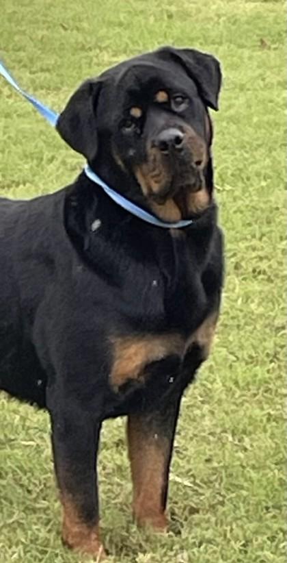 Enlarge Martha, a Adoptable Rottweiler in West Memphis, AR image 1/3