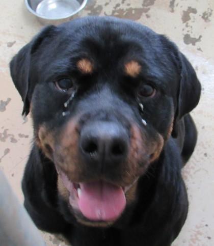 Enlarge Martha, a Adoptable Rottweiler in West Memphis, AR image 2/3
