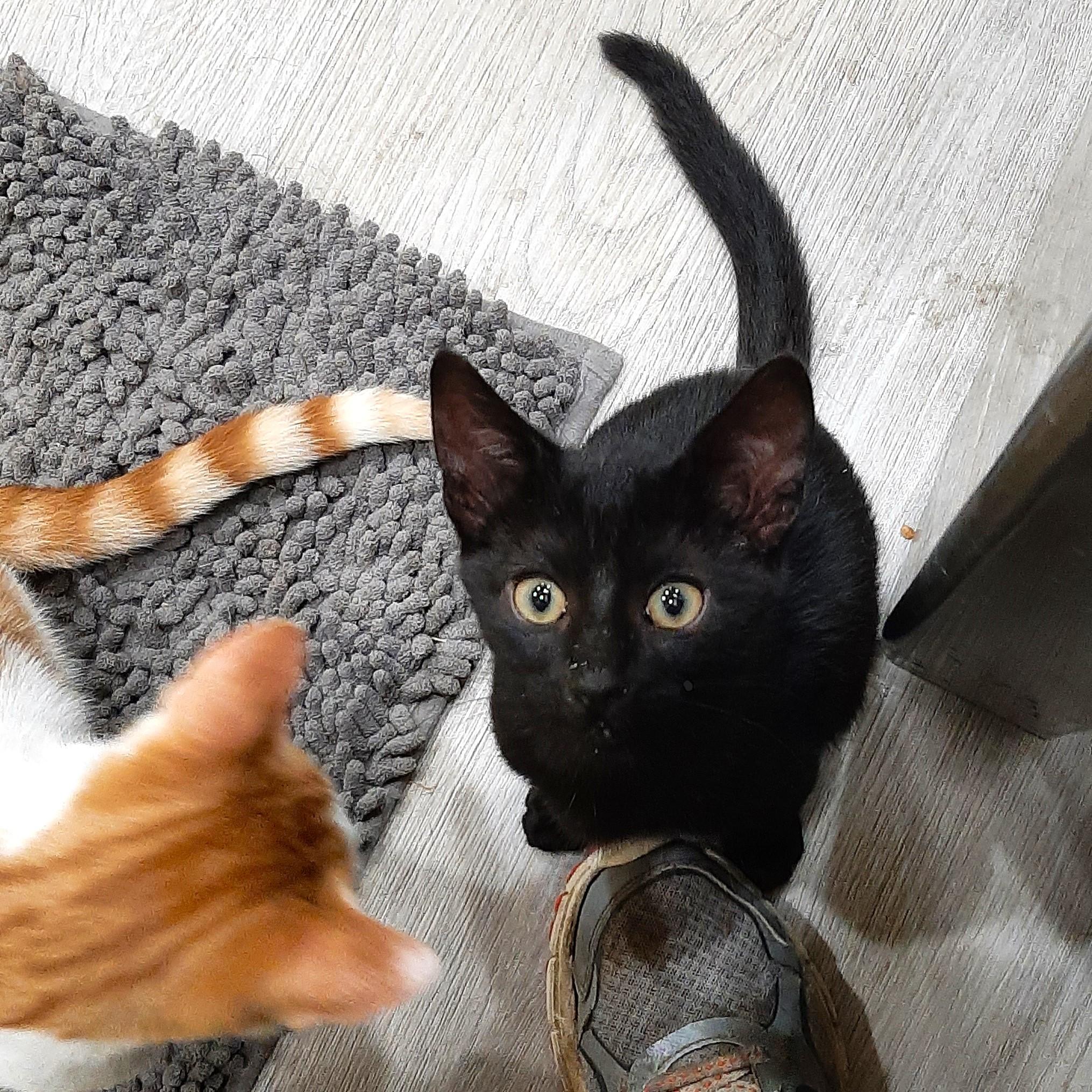 Enlarge Jeepers, a Adoptable Domestic Short Hair in Smithfield, NC image 2/4