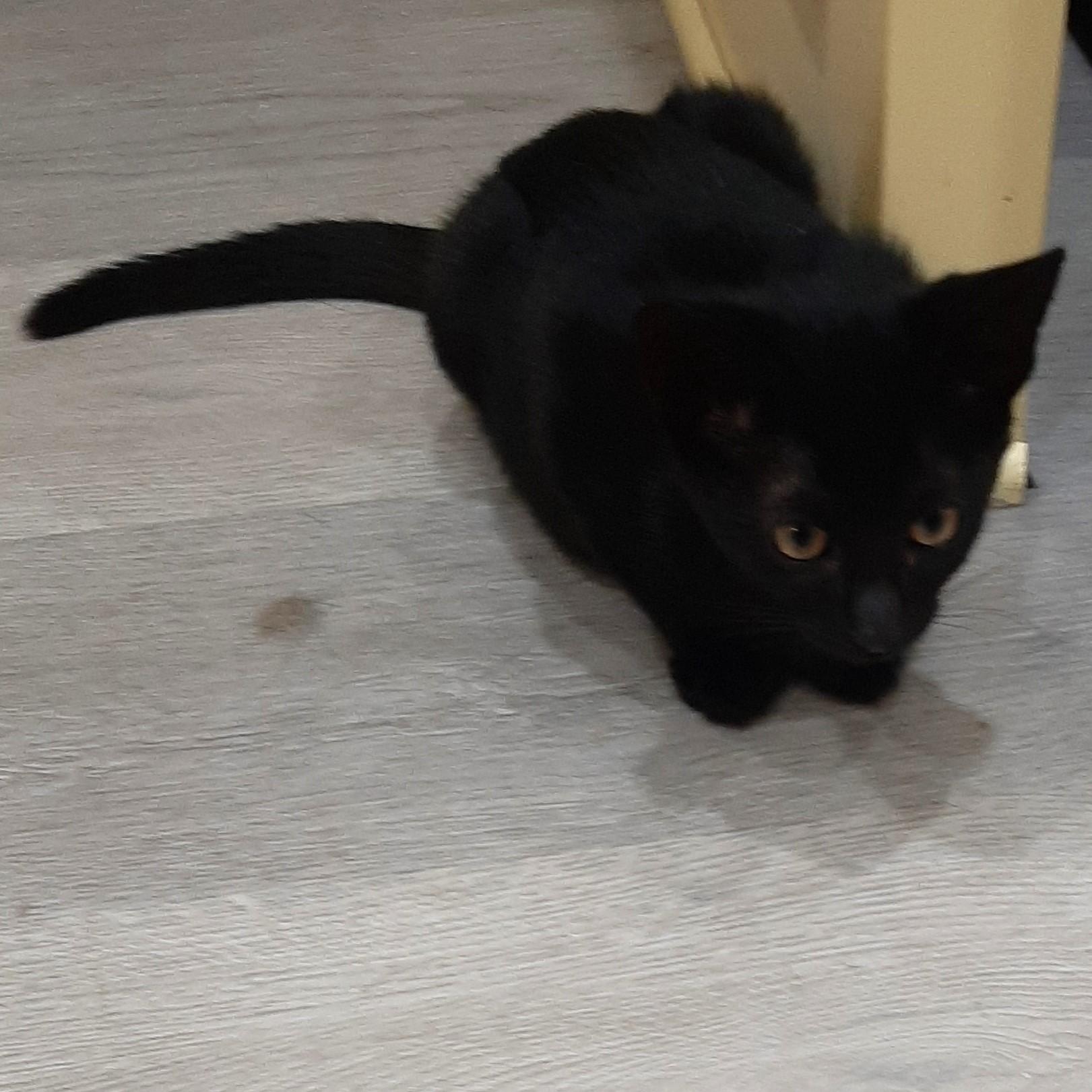 Enlarge Jeepers, a Adoptable Domestic Short Hair in Smithfield, NC image 4/4