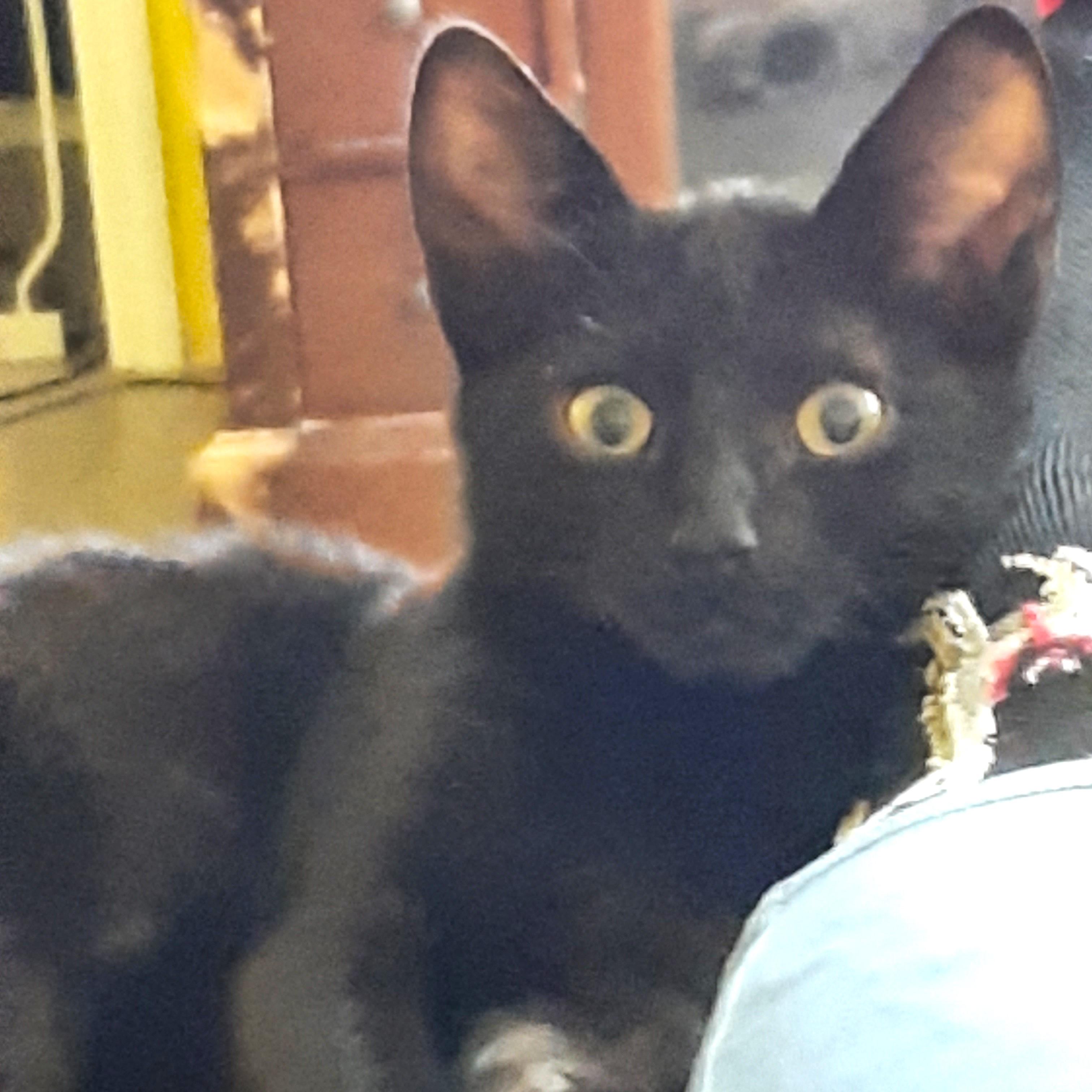 Jeepers, Adoptable, Kitten Male Domestic Short Hair.