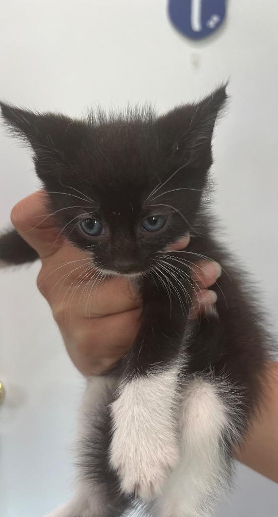 Enlarge Coachie, a Adoptable mixed breed in Labelle, FL image 1/1